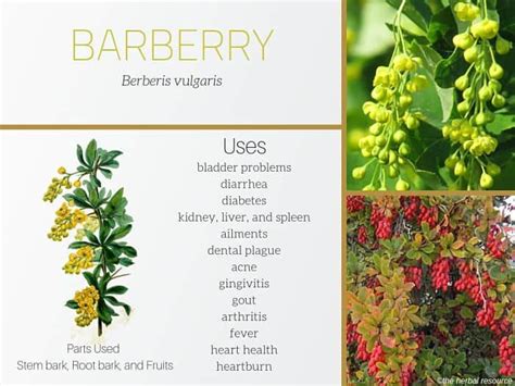 Rich in vitamin C and phenolic acids, bilberry extract has a good source of anthocyanins. . Barberry benefits for eyes